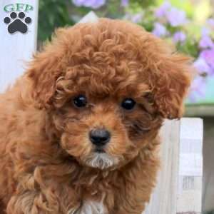 Bunny, Miniature Poodle Puppy