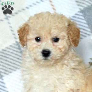 Bunny, Bich-Poo Puppy