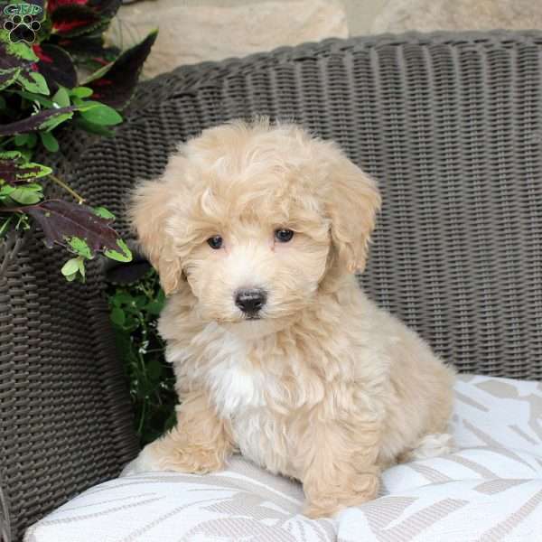 Buster, Bich-Poo Puppy