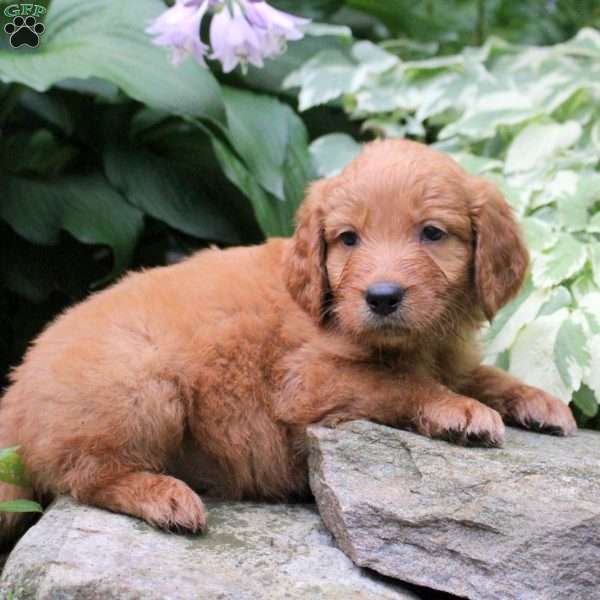 Buster, Mini Goldendoodle Puppy
