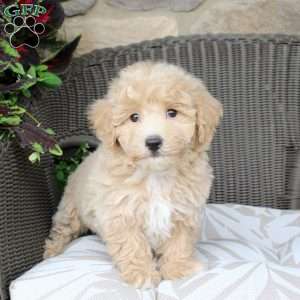 Buster, Bich-Poo Puppy
