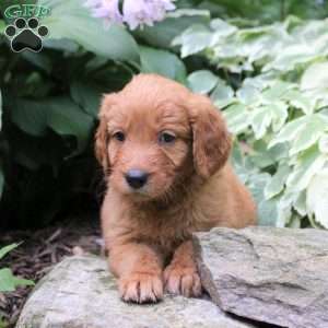 Buster, Mini Goldendoodle Puppy