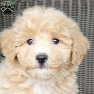 Buster, Bich-Poo Puppy