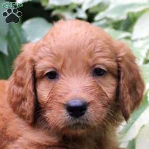 Buster, Mini Goldendoodle Puppy