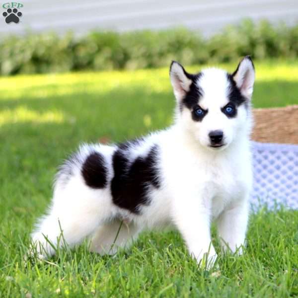 Buster, Pomsky Puppy