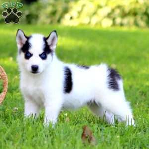 Buster, Pomsky Puppy