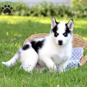 Buster, Pomsky Puppy