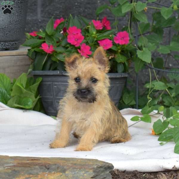 Buttercup, Cairn Terrier Puppy
