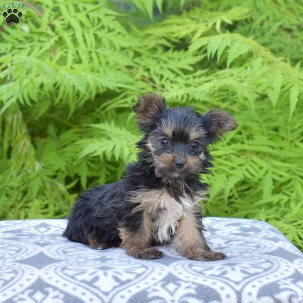 Buttercup, Yorkie Puppy