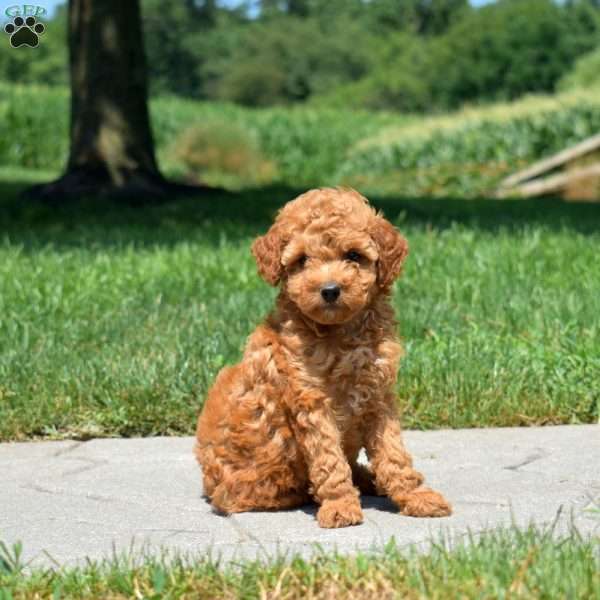 Buttercup, Mini Goldendoodle Puppy
