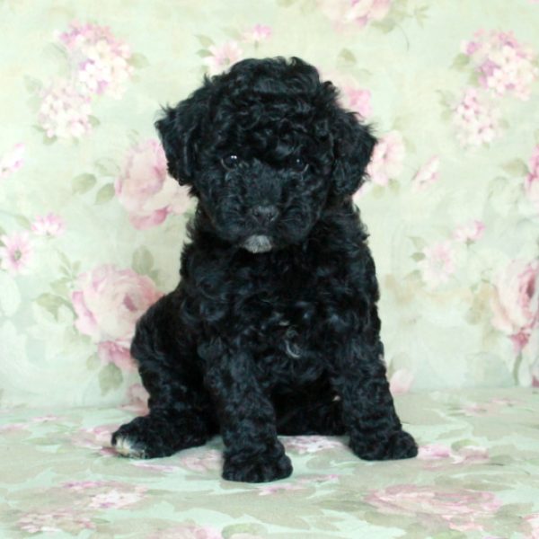 Buttercup, Miniature Poodle Puppy