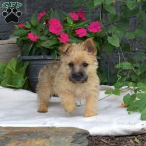 Buttercup, Cairn Terrier Puppy