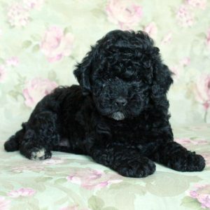Buttercup, Miniature Poodle Puppy