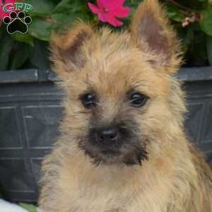 Buttercup, Cairn Terrier Puppy