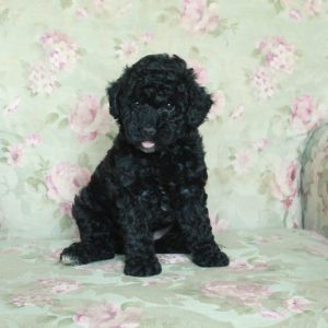 Buttercup, Miniature Poodle Puppy