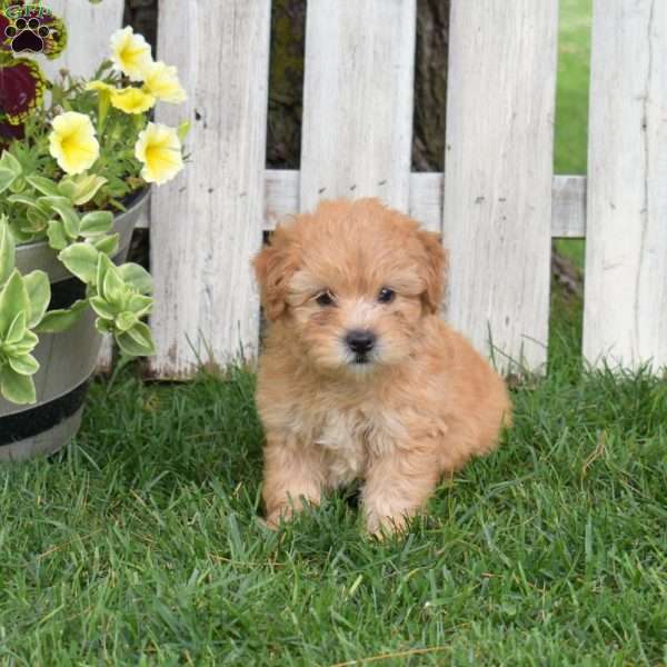 Butters, Mini Whoodle Puppy