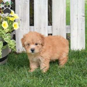 Butters, Mini Whoodle Puppy