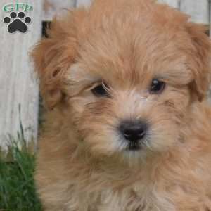 Butters, Mini Whoodle Puppy