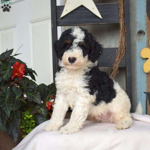 Buttons, Mini Bernedoodle Puppy