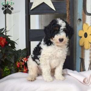 Buttons, Mini Bernedoodle Puppy