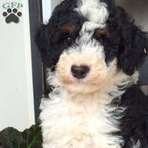 Buttons, Mini Bernedoodle Puppy