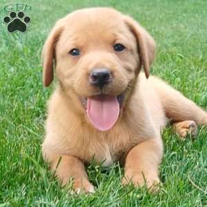 Copper, Fox Red Labrador Retriever Puppy
