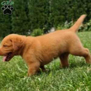 Copper, Fox Red Labrador Retriever Puppy