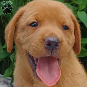 Copper, Fox Red Labrador Retriever Puppy