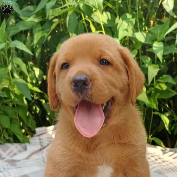 Copper, Fox Red Labrador Retriever Puppy