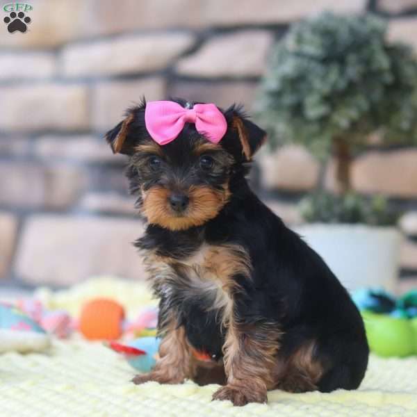 Cali, Yorkie Puppy