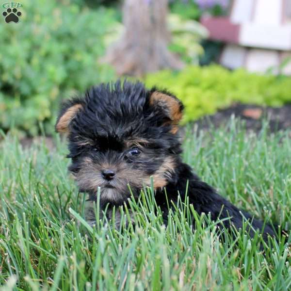 Callie, Yorkie Puppy