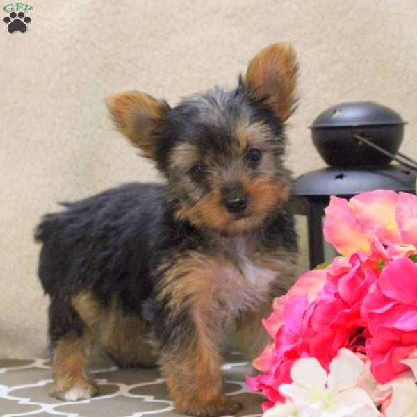 Callie, Yorkie Puppy