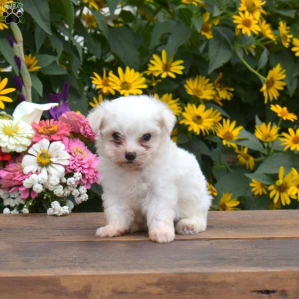 Callie, Maltese Puppy