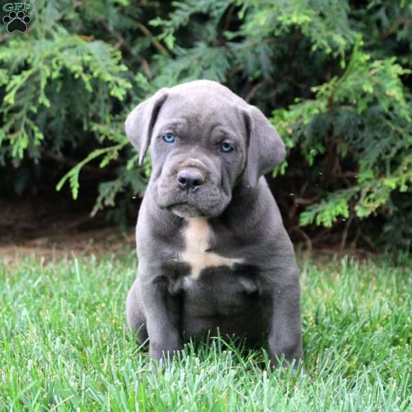 Callie, Cane Corso Puppy