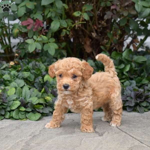 Callie, Mini Goldendoodle Puppy