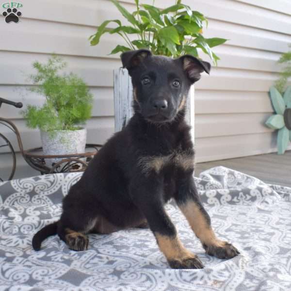 Callie, German Shepherd Puppy
