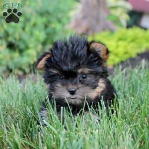 Callie, Yorkie Puppy