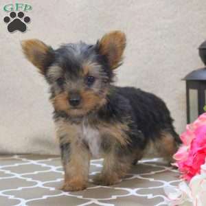 Callie, Yorkie Puppy