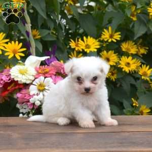 Callie, Maltese Puppy