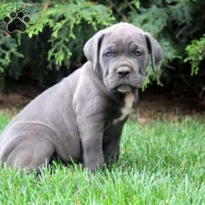 Callie, Cane Corso Puppy