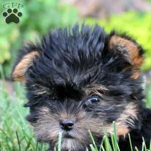 Callie, Yorkie Puppy