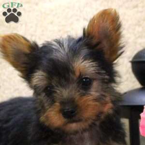 Callie, Yorkie Puppy