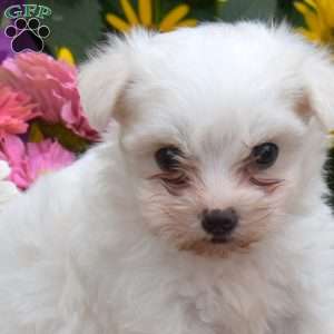 Callie, Maltese Puppy