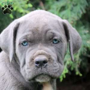 Callie, Cane Corso Puppy