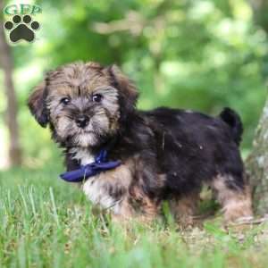 Calvin, Shorkie Puppy