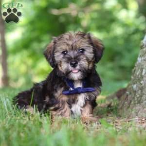 Calvin, Shorkie Puppy