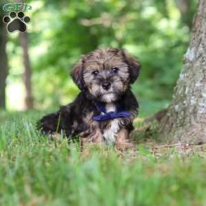 Calvin, Shorkie Puppy