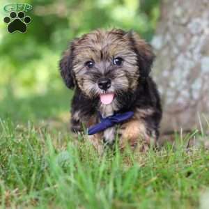 Calvin, Shorkie Puppy