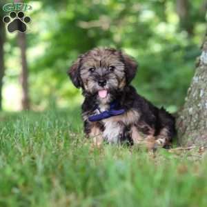 Calvin, Shorkie Puppy