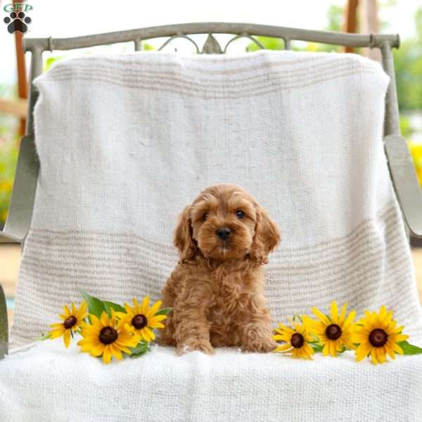 Calvin, Cockapoo Puppy